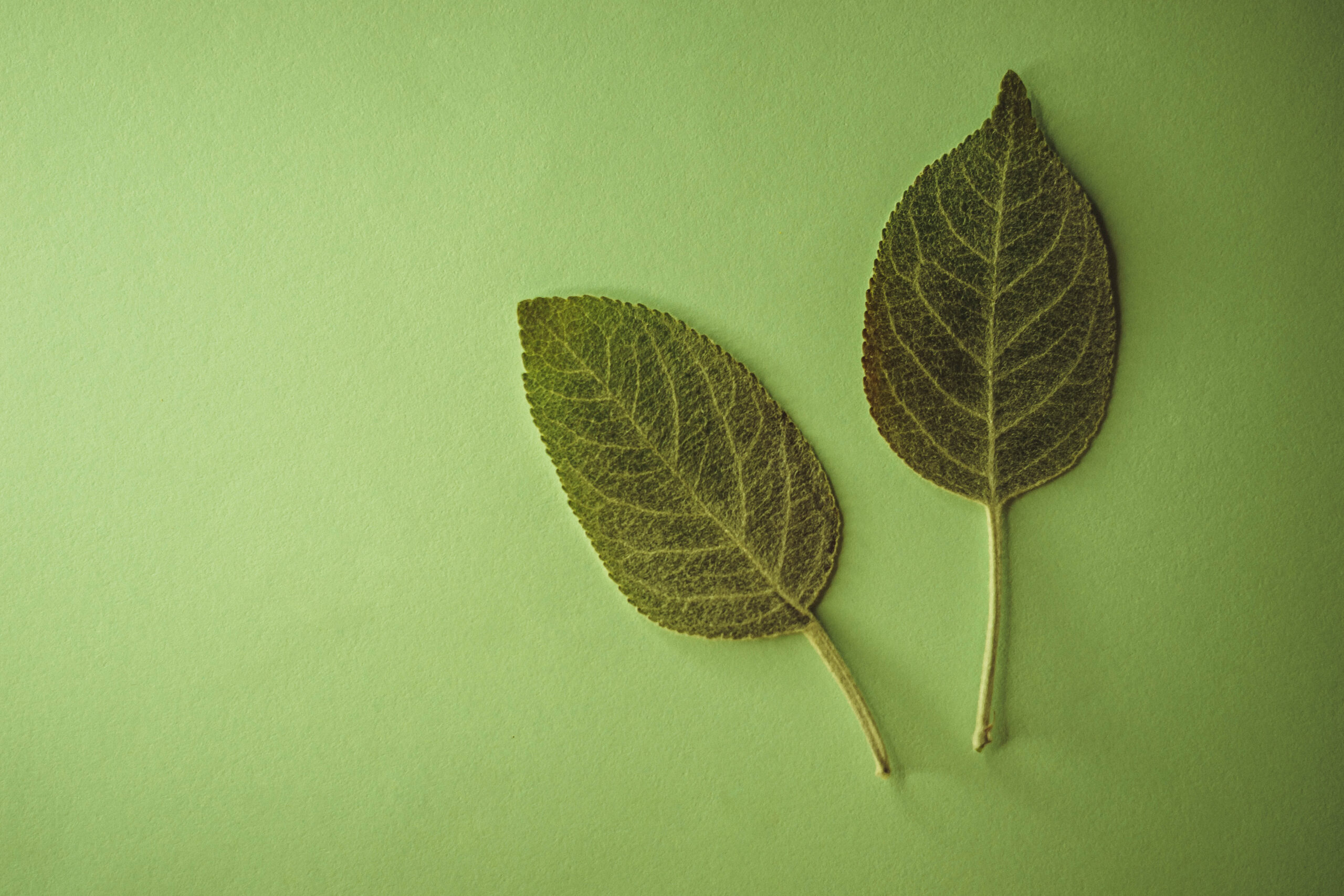 Two apple tree green leaves on the green table. Floral card with copy space.